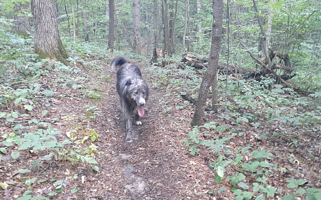 Explore Ontario Provincial Parks With Your Pooch (and kids)