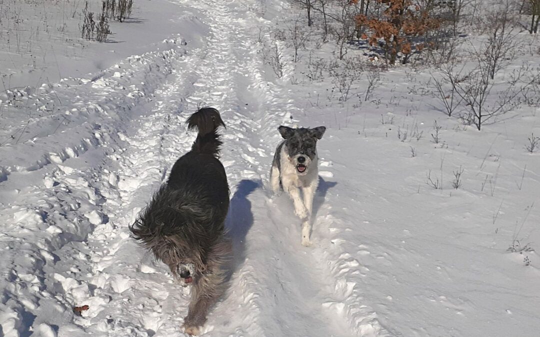 Epic Off-Leash Dog Parks In And Around Northumberland County