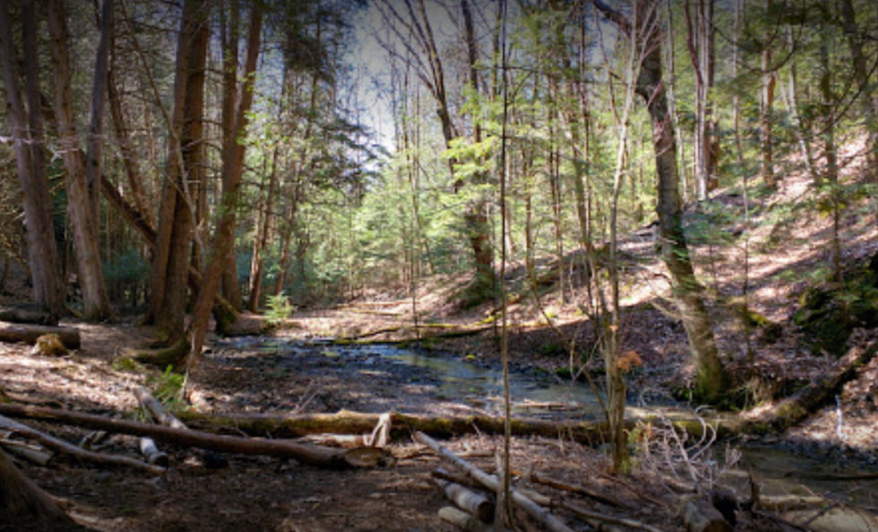 Hiking With Your Dog: The Rugged Trails Of Ganaraska Forest - The Local ...