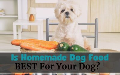 Is Homemade Dog Food Best For Dogs?