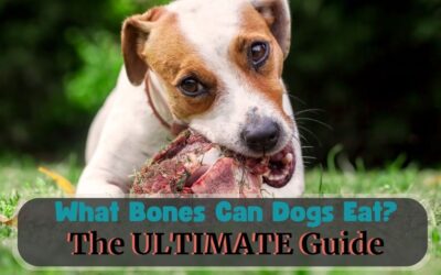 What Bones Can Dogs Eat? The Ultimate Guide