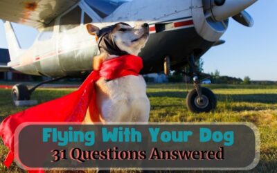 Flying With A Dog: Should You Do It?