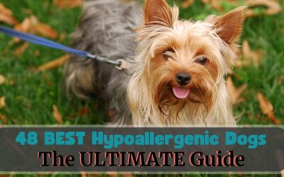 48 Best Hypoallergenic Dogs – Small, Medium, and Large Breeds